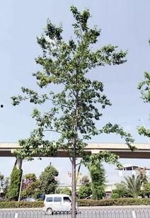 昆明植物园爆料案件最新,惊现神秘涉案者，真相即将揭晓  第2张